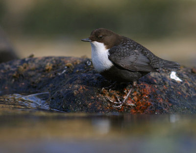 Strmstare [White-throated Dipper] (IMG_4957)