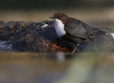 Strmstare [White-throated Dipper] (IMG_4981)