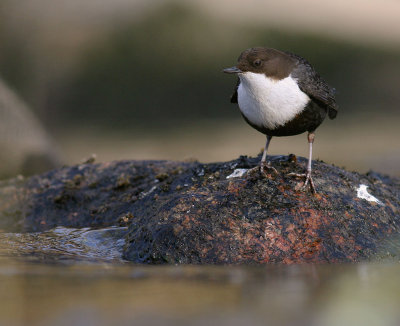 Strmstare [White-throated Dipper] (IMG_4982)