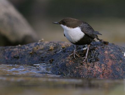 Strmstare [White-throated Dipper] (IMG_4991)