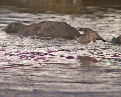 Strmstare [White-throated Dipper] (IMG_5305)