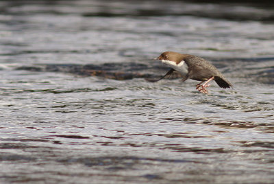 Strmstare [White-throated Dipper] (IMG_5337)