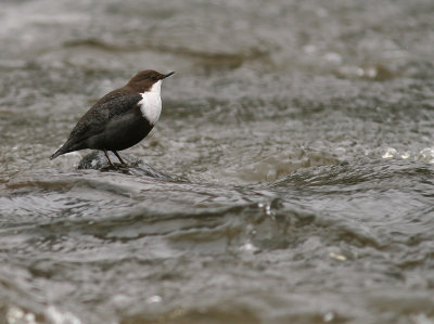 Strmstare [White-throated Dipper] (IMG_6049)