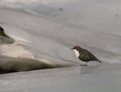 Strmstare [White-throated Dipper] (IMG_6172)