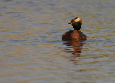 Svarthakedopping [Horned grebe] (IMG_1366)