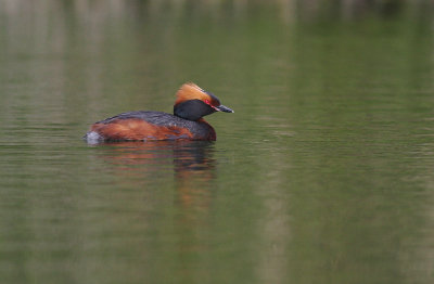 Svarthakedopping [Horned grebe] (IMG_5501)