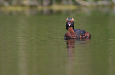 Svarthakedopping [Horned grebe] (IMG_5567)