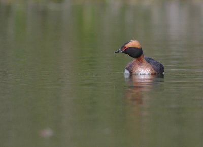 Svarthakedopping [Horned grebe] (IMG_5690)