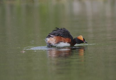 Svarthakedopping [Horned grebe] (IMG_5774)