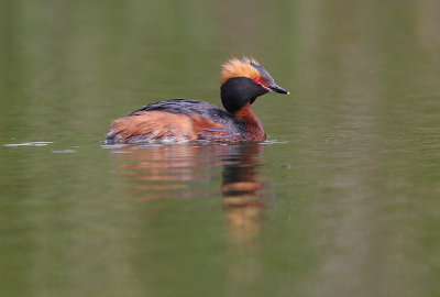 Svarthakedopping [Horned grebe] (IMG_5860)