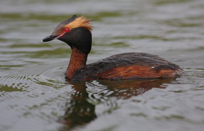 Svarthakedopping [Horned grebe] (IMG_5954)