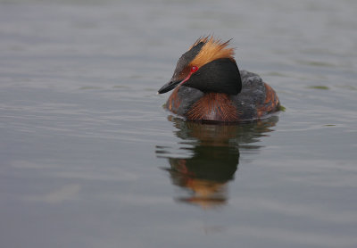 Svarthakedopping [Horned grebe] (IMG_5989)