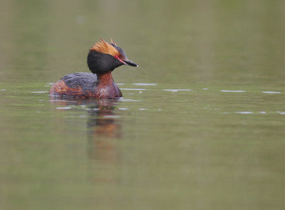 Svarthakedopping [Horned grebe] (IMG_6028)