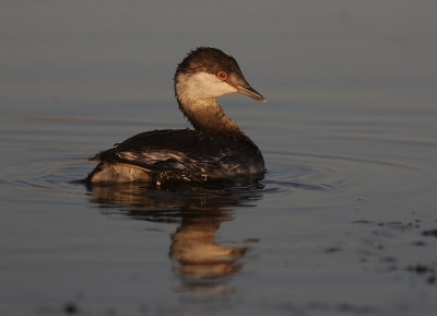 Svarthakedopping [Horned grebe] (IMG_8166)
