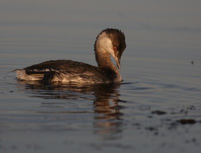 Svarthakedopping [Horned grebe] (IMG_8174)