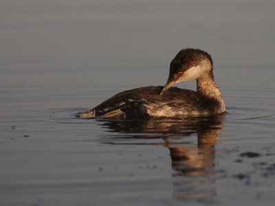 Svarthakedopping [Horned grebe] (IMG_8175)