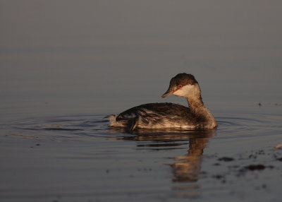 Svarthakedopping [Horned grebe] (IMG_8179)