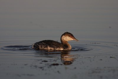 Svarthakedopping [Horned grebe] (IMG_8195)