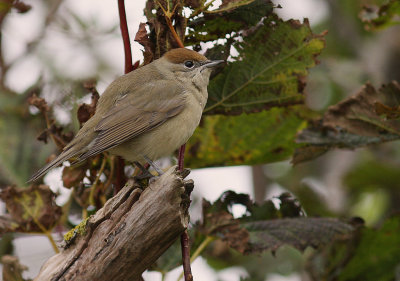 Svarthtta [Blackcap] (IMG_4744)
