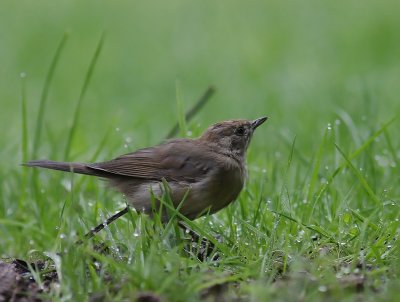 Svarthtta [Blackcap] (IMG_5123)