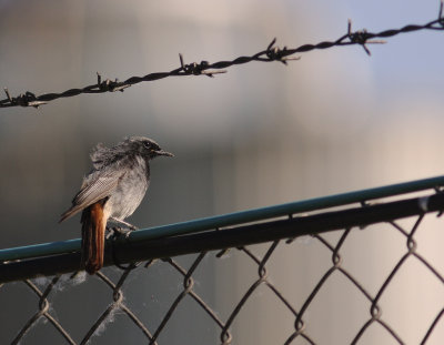 Svart rdstjrt  [Black Redstart] (IMG_3051)