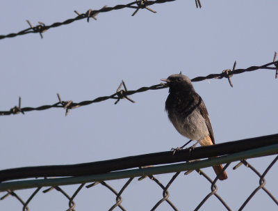 Svart rdstjrt  [Black Redstart] (IMG_3094)