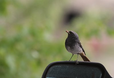 Svart rdstjrt  [Black Redstart] (IMG_4509)