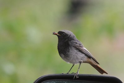 Svart rdstjrt  [Black Redstart] (IMG_4513)
