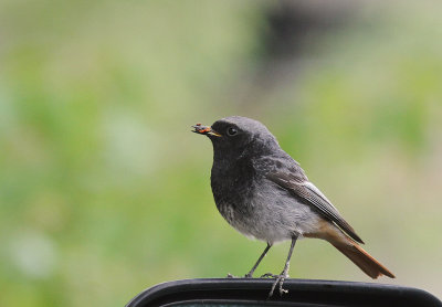 Svart rdstjrt  [Black Redstart] (IMG_4514)
