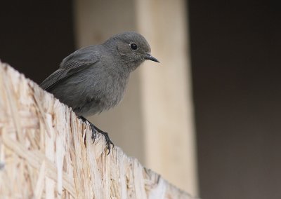 Svart rdstjrt  [Black Redstart] (IMG_4538)