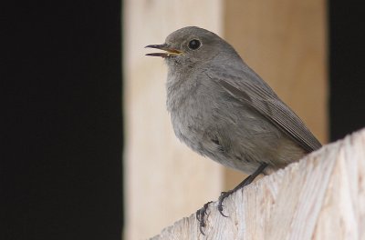 Svart rdstjrt  [Black Redstart] (IMG_4569)