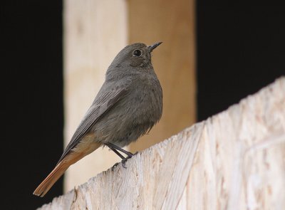 Svart rdstjrt  [Black Redstart] (IMG_4575)