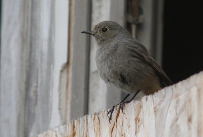 Svart rdstjrt  [Black Redstart] (IMG_4587)