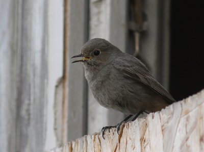 Svart rdstjrt  [Black Redstart] (IMG_4591)