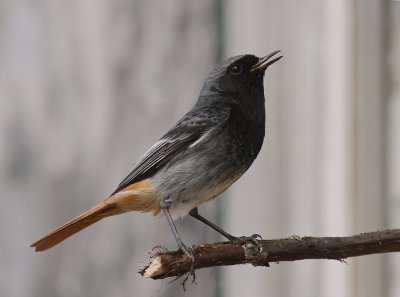 Svart rdstjrt  [Black Redstart] (IMG_4660)