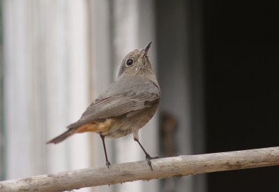 Svart rdstjrt  [Black Redstart] (IMG_4684)