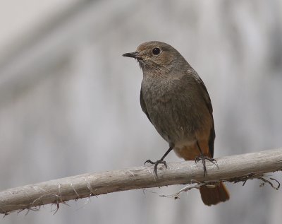 Svart rdstjrt  [Black Redstart] (IMG_4687)