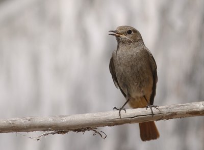 Svart rdstjrt  [Black Redstart] (IMG_4690)