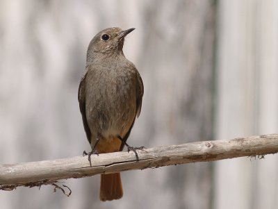 Svart rdstjrt  [Black Redstart] (IMG_4697)