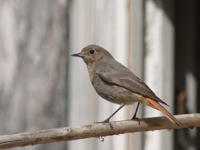 Svart rdstjrt  [Black Redstart] (IMG_4709)