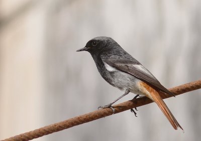 Svart rdstjrt  [Black Redstart] (IMG_4756)