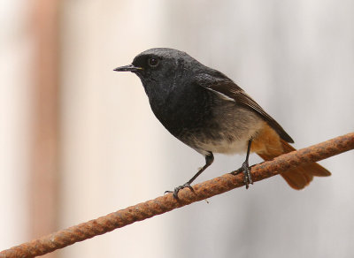 Svart rdstjrt  [Black Redstart] (IMG_4762)