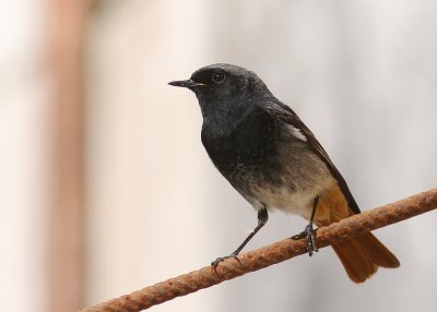 Svart rdstjrt  [Black Redstart] (IMG_4766)