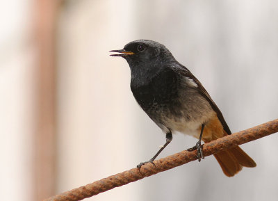 Svart rdstjrt  [Black Redstart] (IMG_4768)