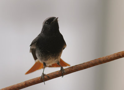 Svart rdstjrt  [Black Redstart] (IMG_4779)