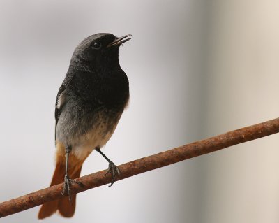 Svart rdstjrt  [Black Redstart] (IMG_4787)