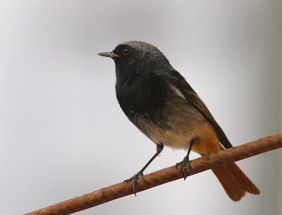 Svart rdstjrt  [Black Redstart] (IMG_4792)