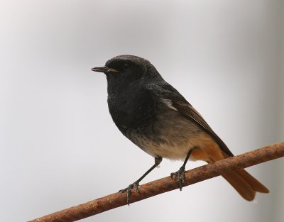 Svart rdstjrt  [Black Redstart] (IMG_4802)
