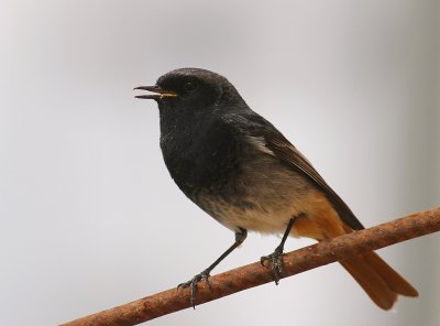 Svart rdstjrt  [Black Redstart] (IMG_4803)