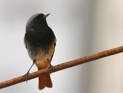 Svart rdstjrt  [Black Redstart] (IMG_4804)